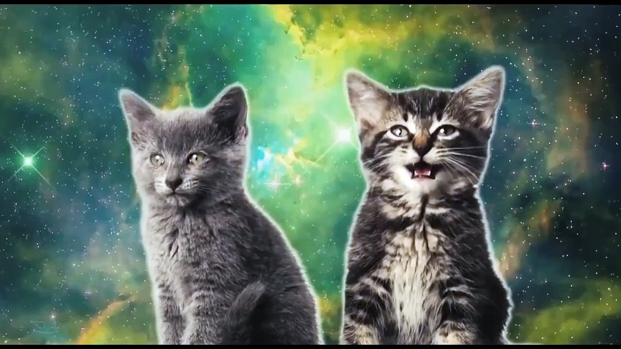 Поющие котята. Милейшее видео!