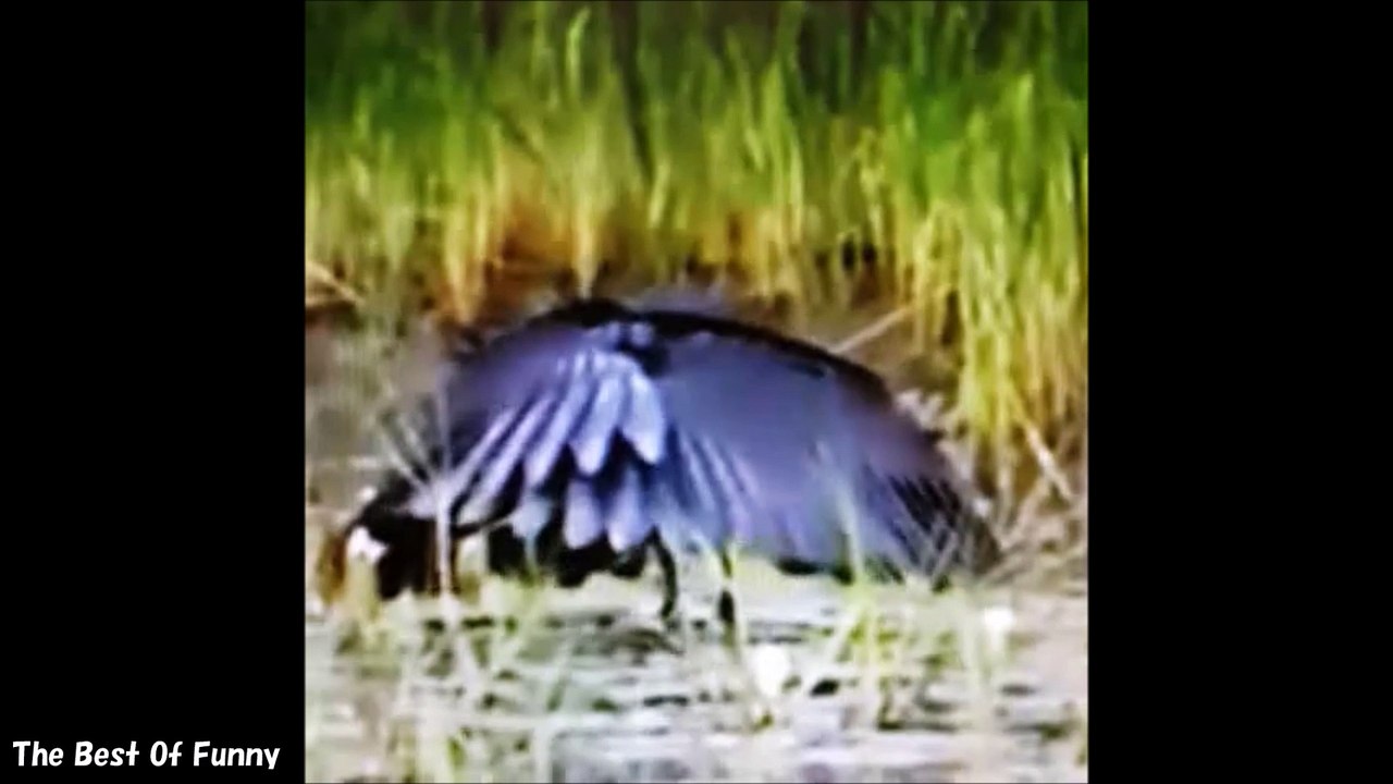 【Trending topics on Twitter】Funny Animals :)