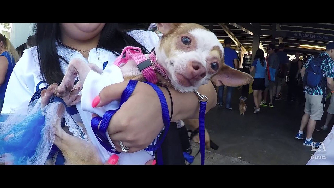 A Pug s-Eye View of Dodger Stadium