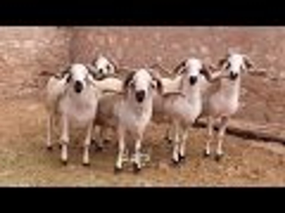 عيد الاضحى 2016 l أفخم وأكبر كبش صردي لسنة 2016 - ماشاء الله