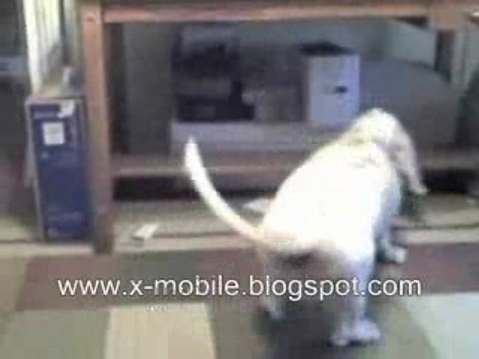 Cat Dog Laser