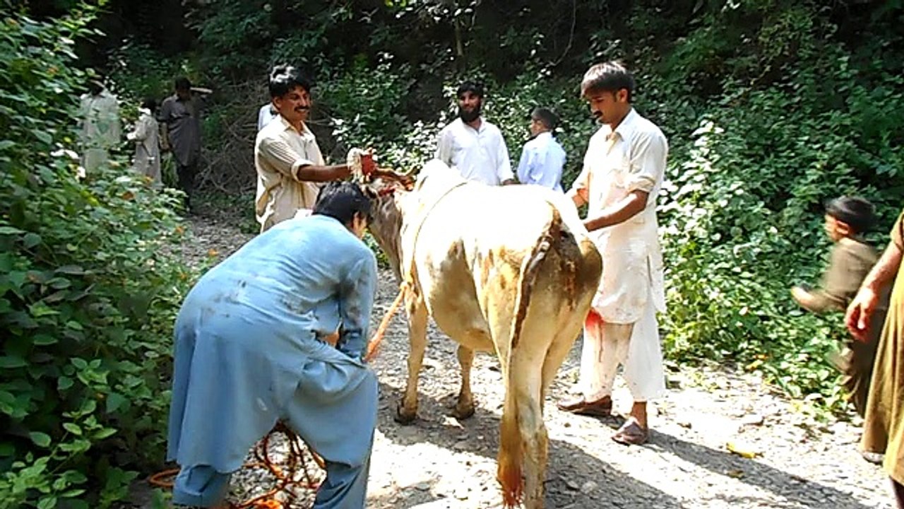 Salamkhand Qurbani 2016 [Asim Mehmood in Action]