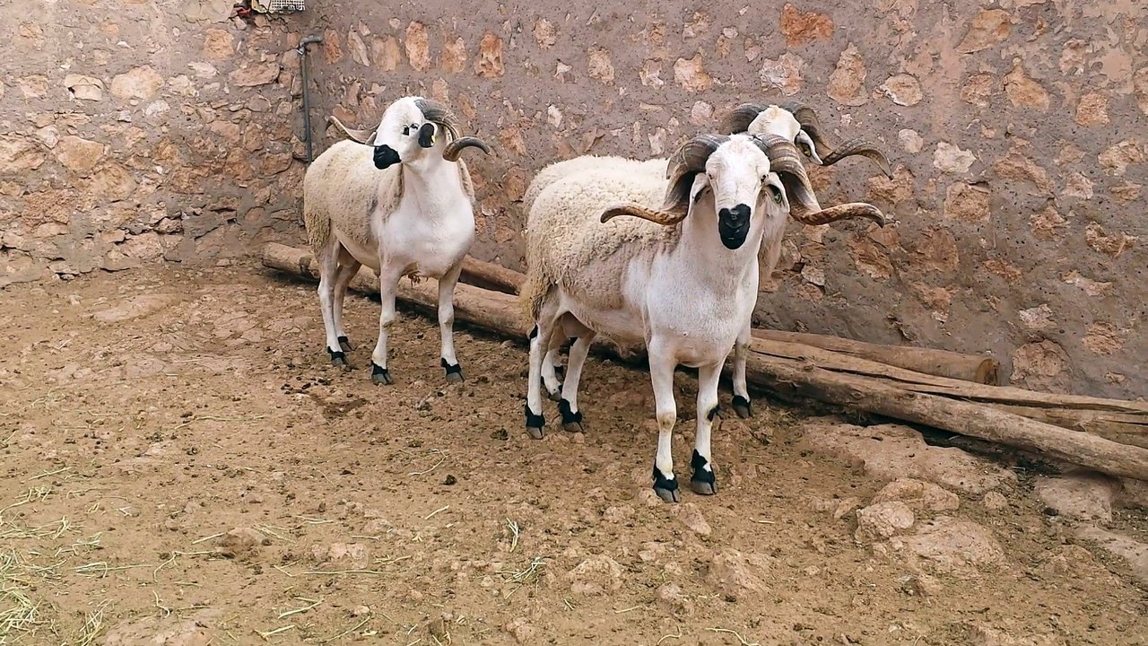 كبش العيد | الكبش الصردي