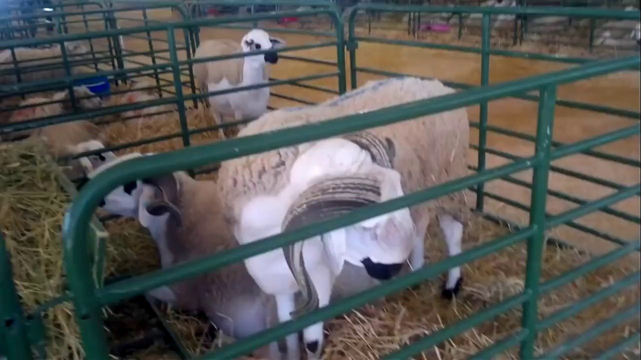 اكباش سلالة الصردي بالمعرض الدولي لمدينة مكناس