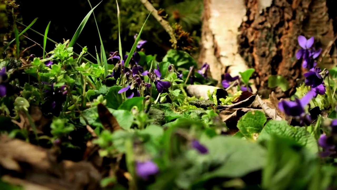 Зеленая планета