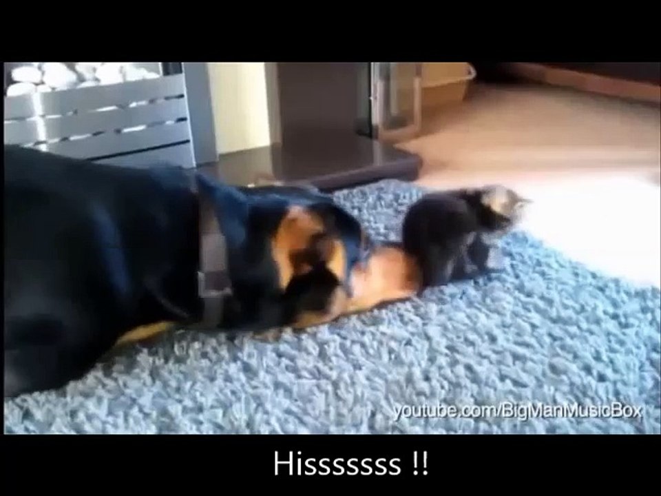 Cats and Dogs...... and Friendship