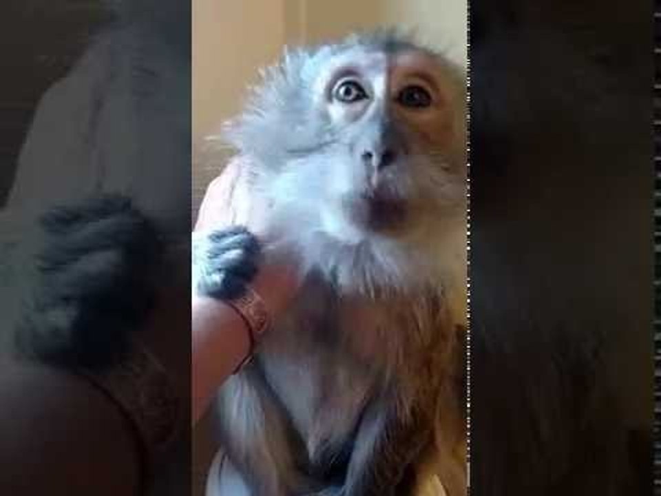 Monkey and Owner Chat and Chill