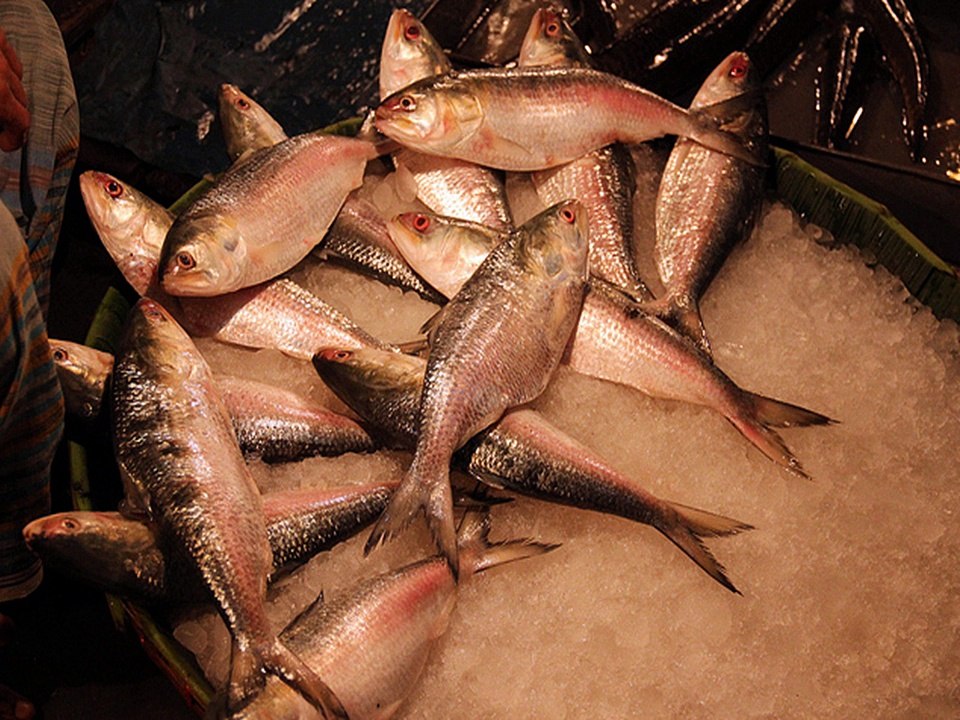 Fish in Bangladesh 2