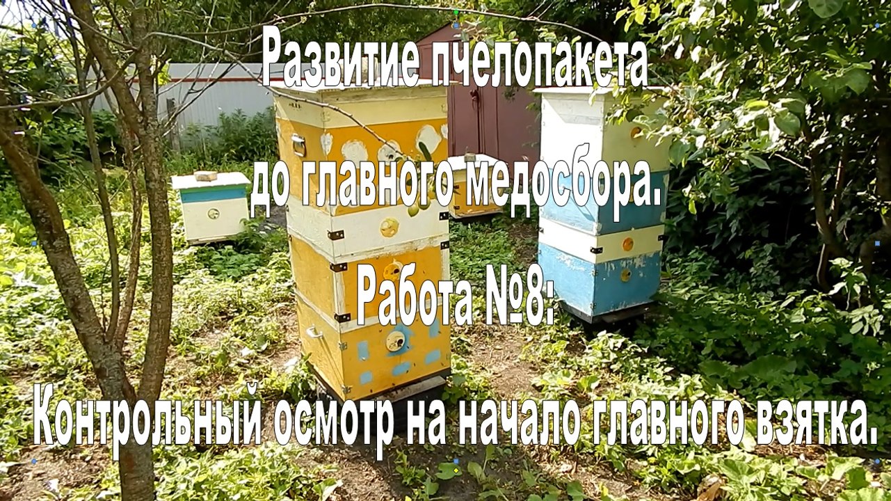 The development of bee packages. Work №8: Control examination at the beginning of the main bribe.