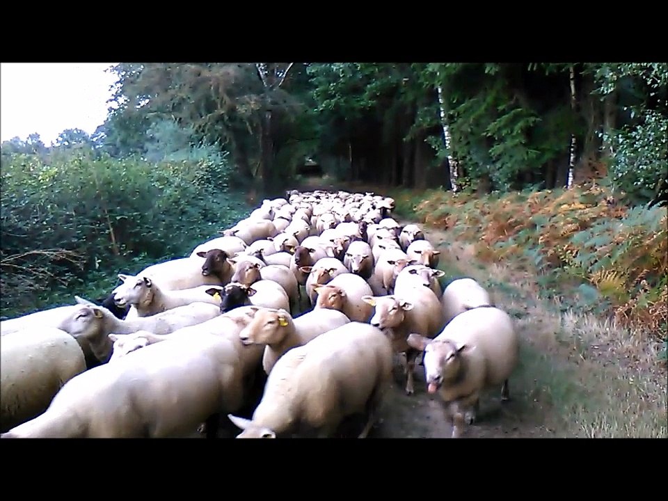 Jaffar 20 septembre 2016