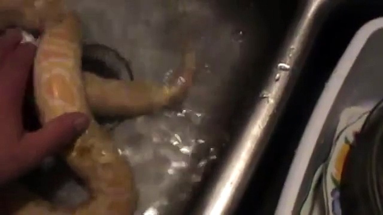 He bathes his python. You'll never guess what happens!