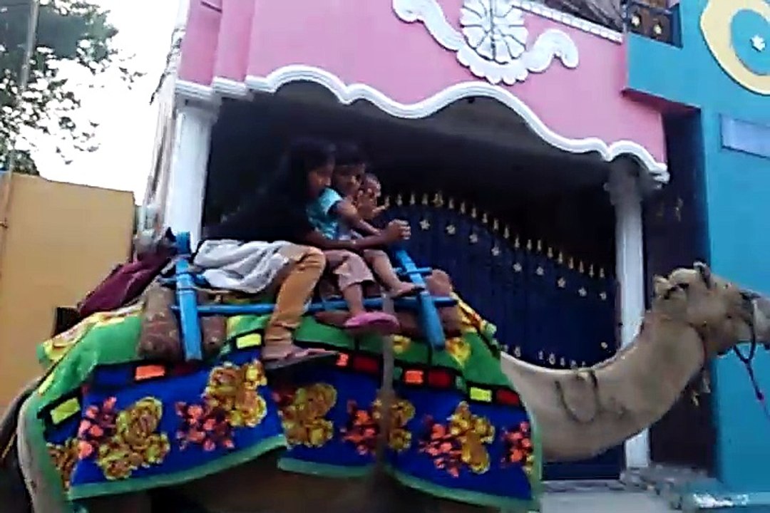 Jantu Camel Ride