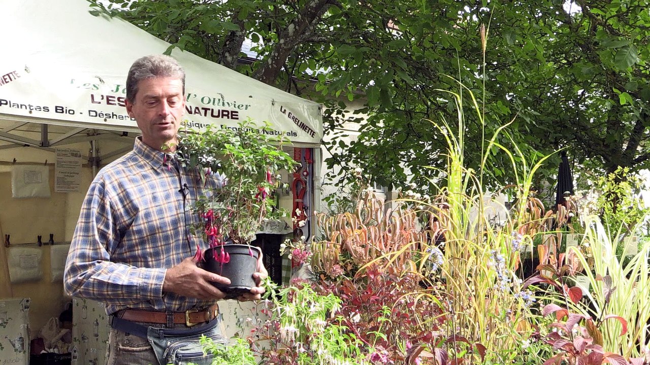Fuchsia rustique, conseils de culture