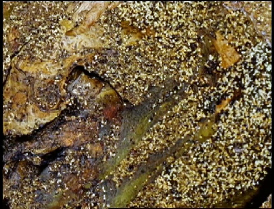 A Voice from Beyond - Forensic Files