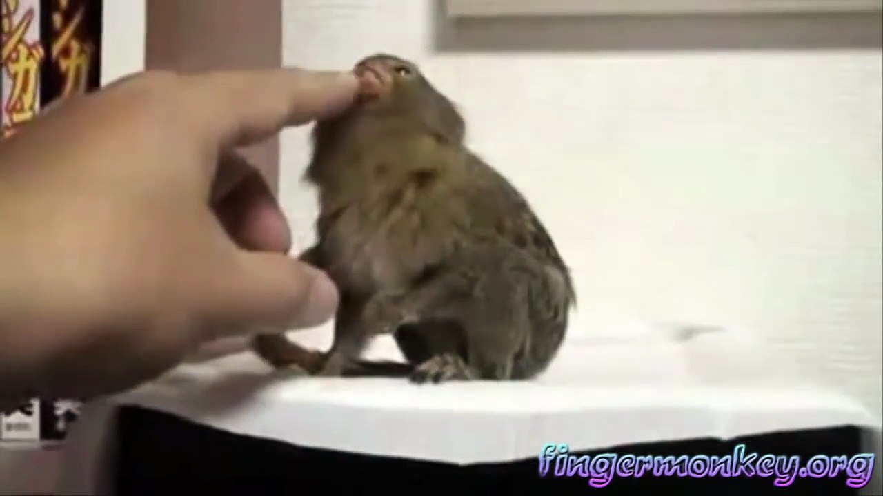 Finger Monkey- Worlds Smallest Monkeys