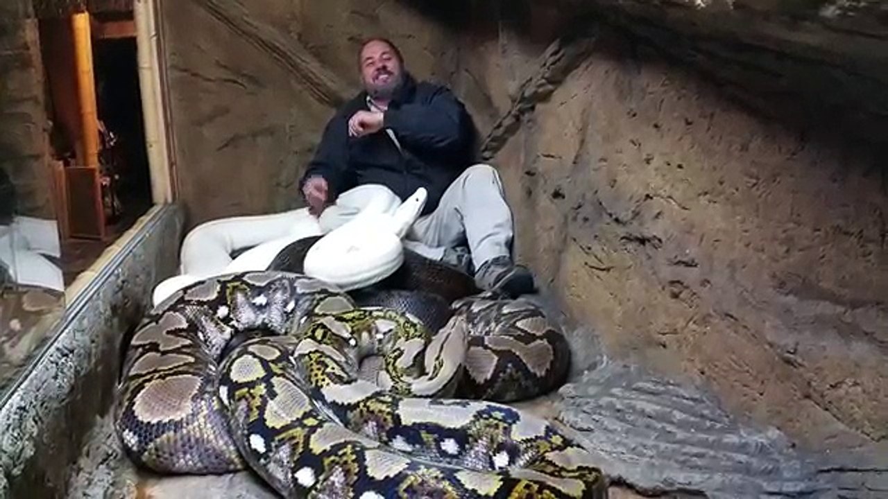 Man playing with pythons