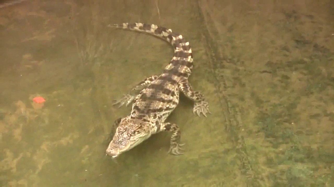 Alligator & Crocodiles