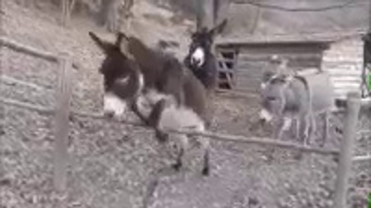 Difference between HARD WORK and SMART WORK