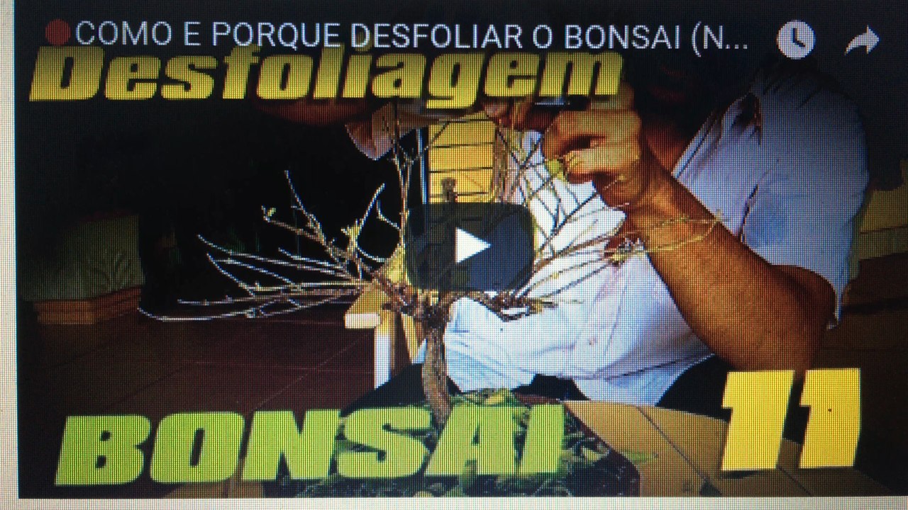 COMO E PORQUE DESFOLIAR O BONSAI (Noções e Demonstração)- BonsaiCurso #10