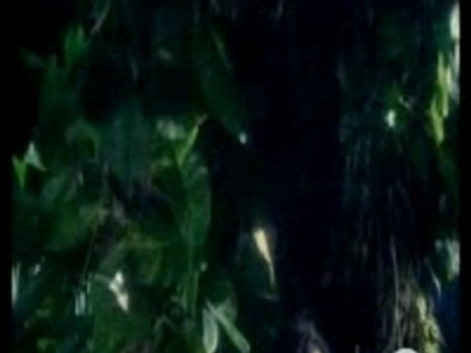 DEEP FOREST - Deep Forest