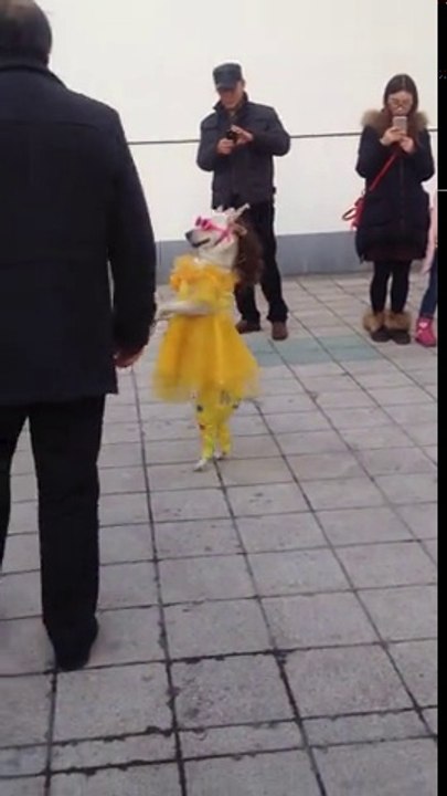 Doggy Dance On Gorre Gorre Mukde Pr Kala Kala Chasma