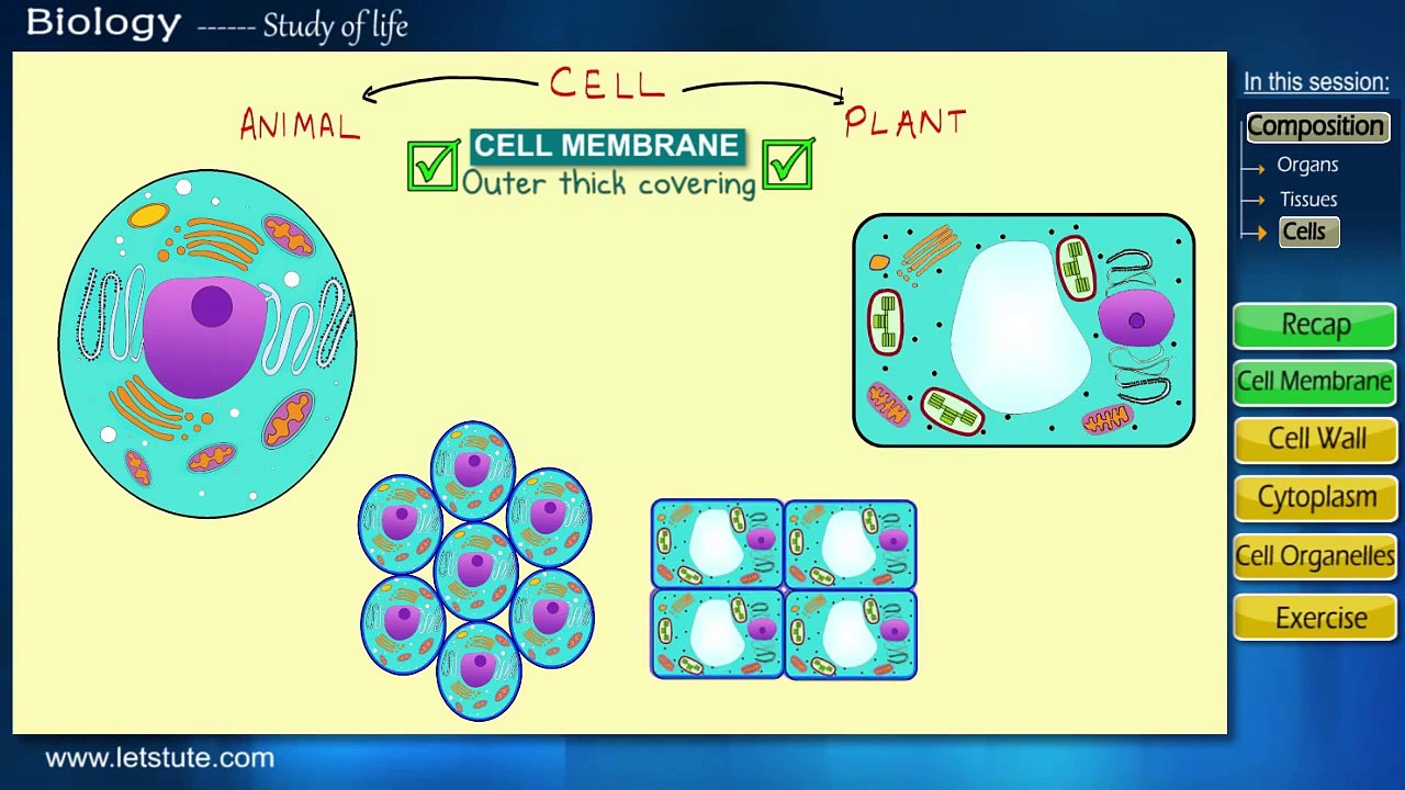 Cell Biology | Components Of Cell