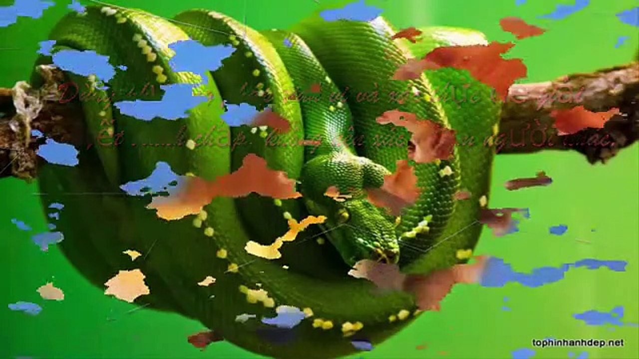 LIFE LIFE - MEANING OF LIFE