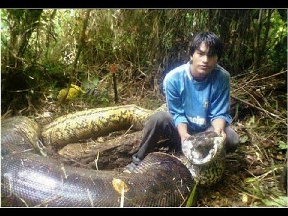 Anaconda vs Python - What is the biggest snake in the world