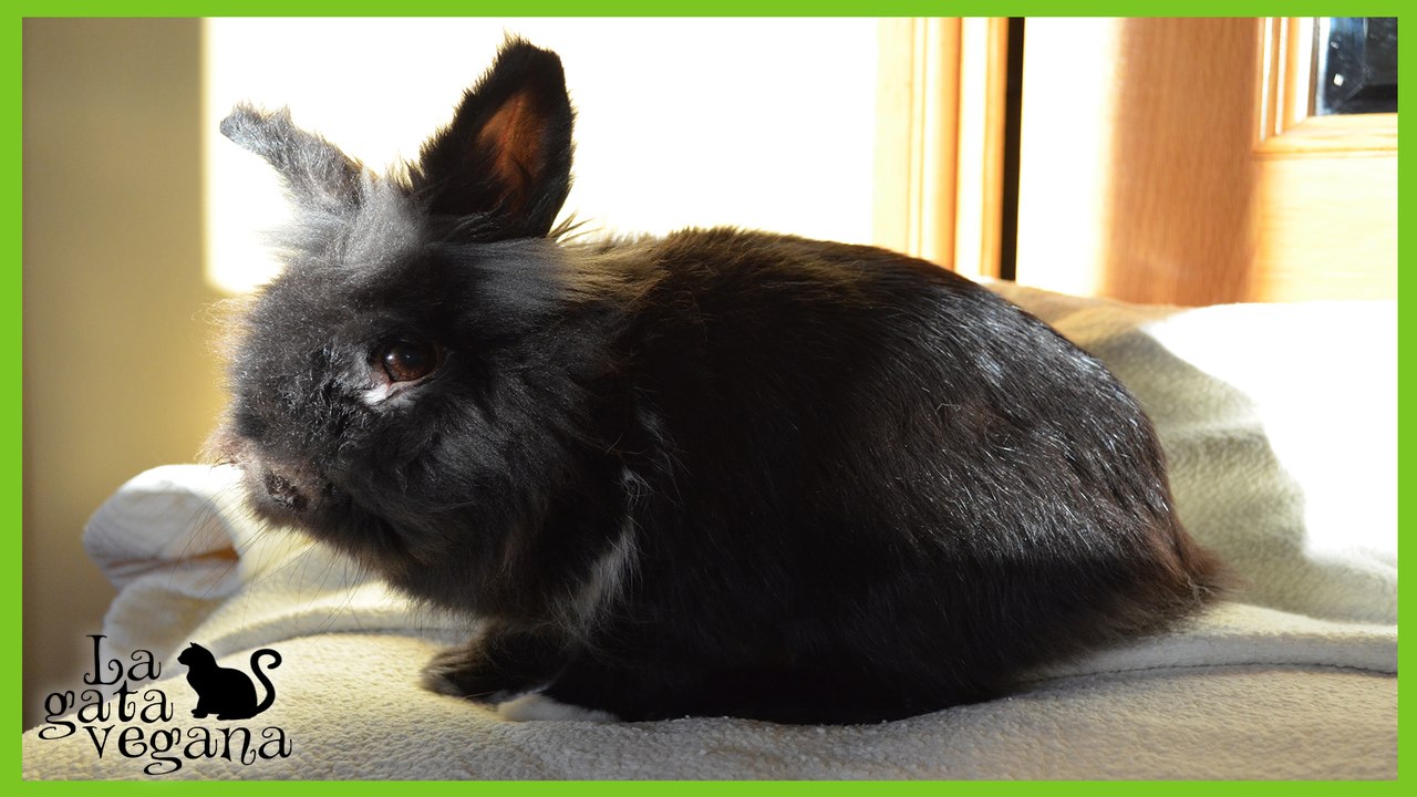 CONEJOS: CARACTERÍSTICAS FISIOLÓGICAS Y DE COMPORTAMIENTO BÁSICAS DE LA ESPECIE