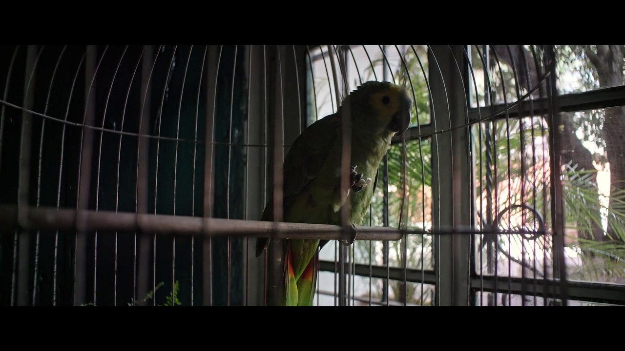 Salt and Fire - Prophets and Birds