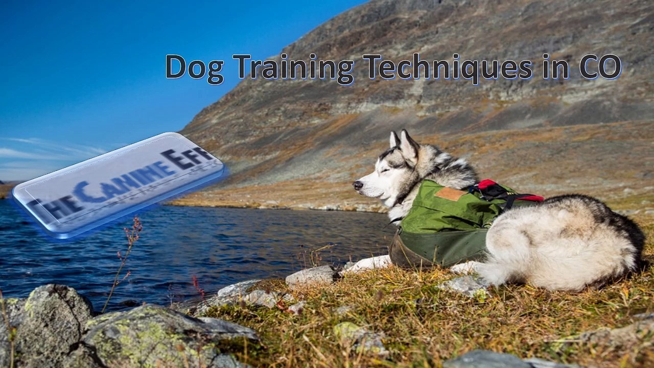 Effective Dog Training Tips in Colorado 🐶