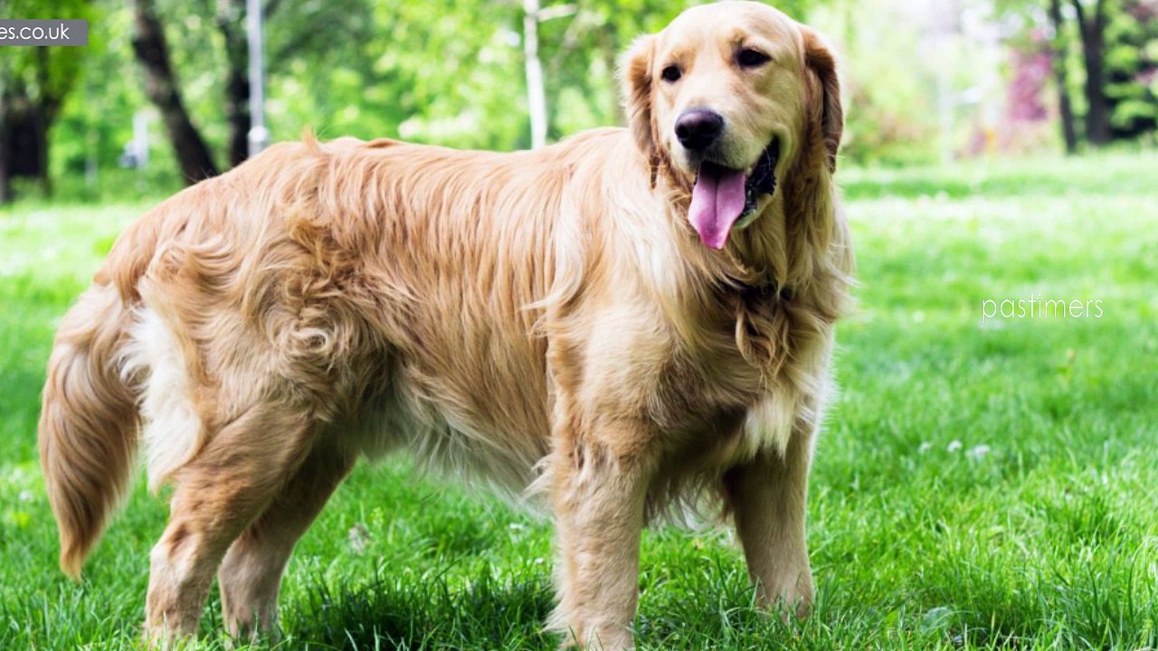 Top 10 Famous And Intelligent Police Dog Breeds