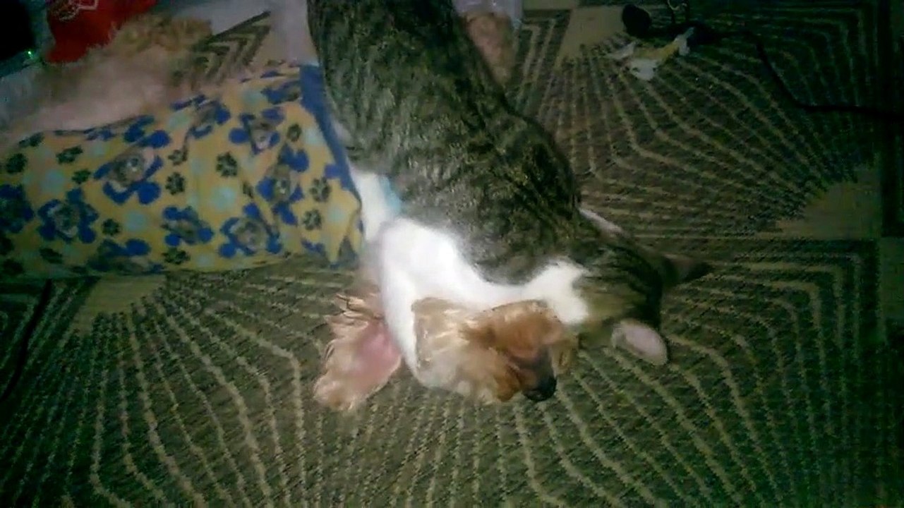 BRINCADEIRA CACHORRO E GATO