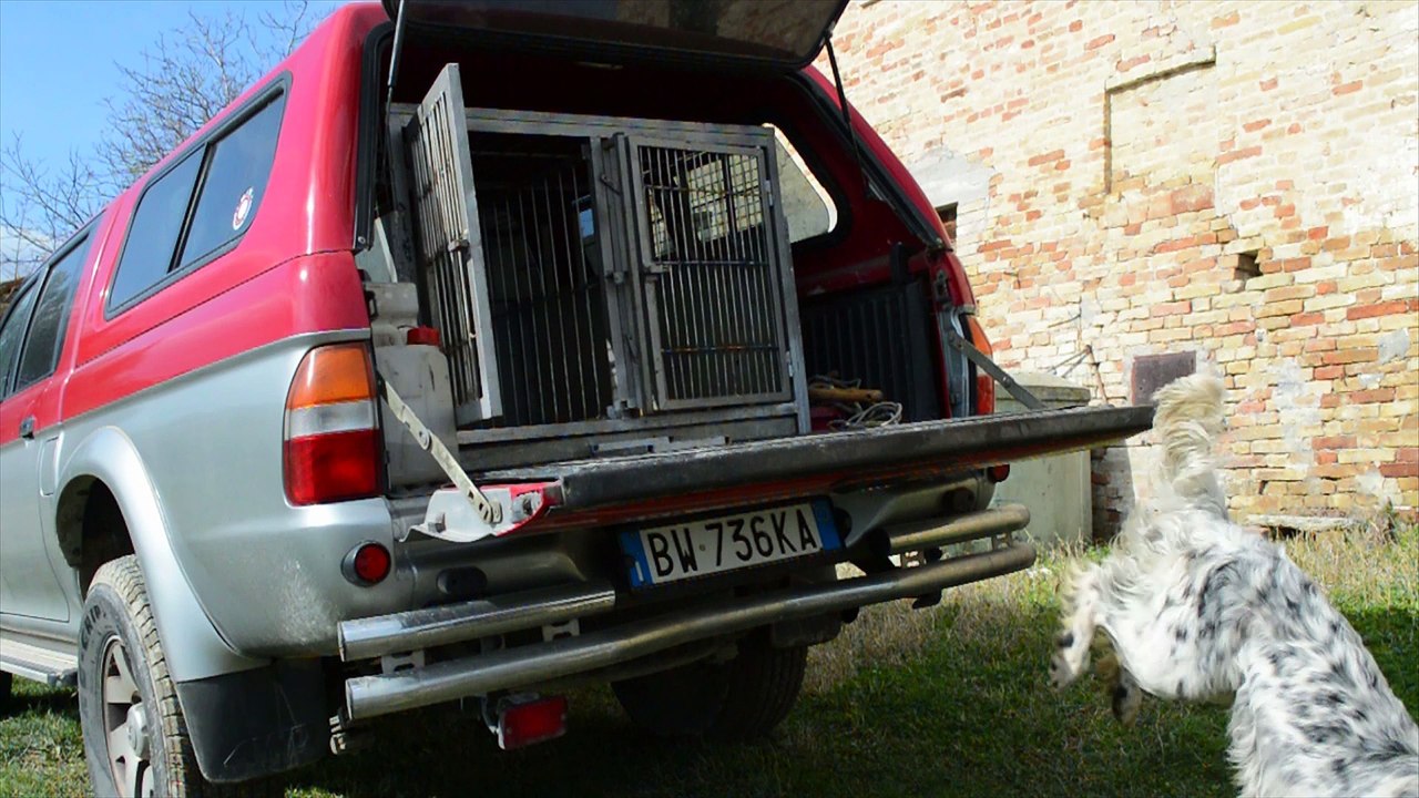 Re-Animal Arithmetic 🐾