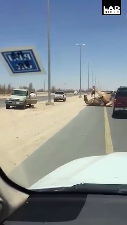 两只骆驼在马路中间上演活春宫