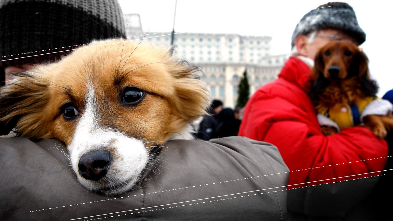 Like Owner, Like Dog