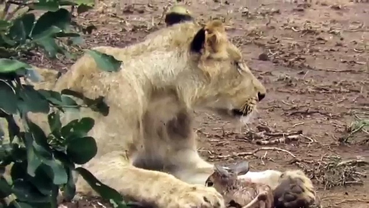 Luani adopton të voglin e antilopës