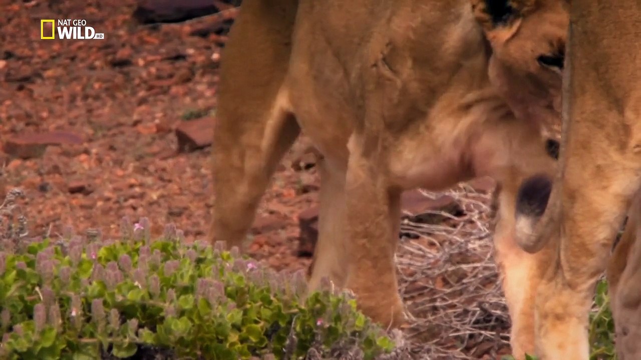 National Geographic Vanishing Kings-Desert Lions of Namib