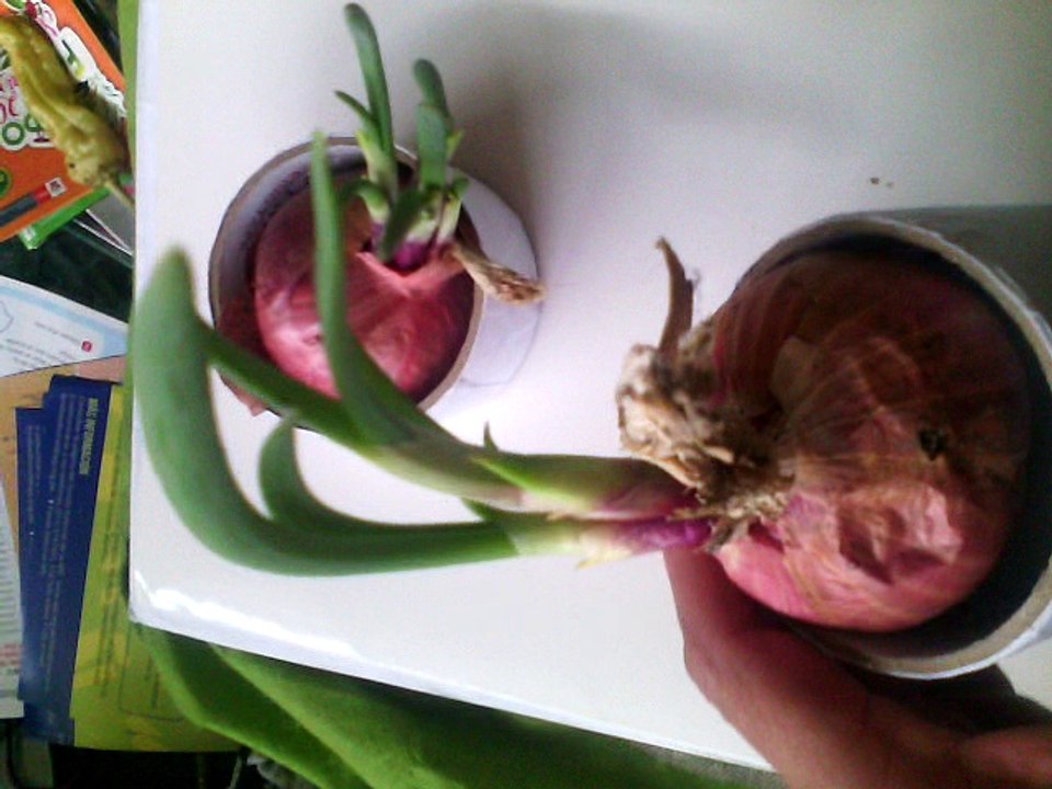 VIDEO NUEVO VIDEO CEBOLLAS