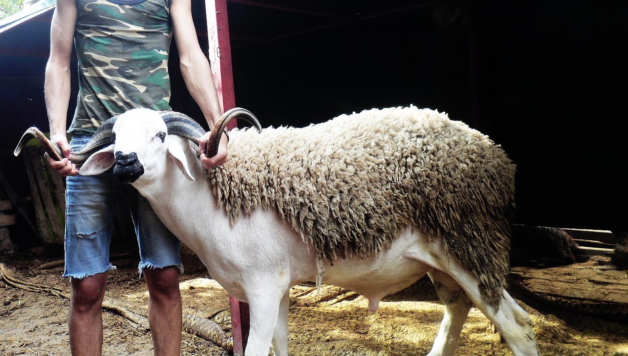 le mouton marocaine كبش العيد الكبش الصردي