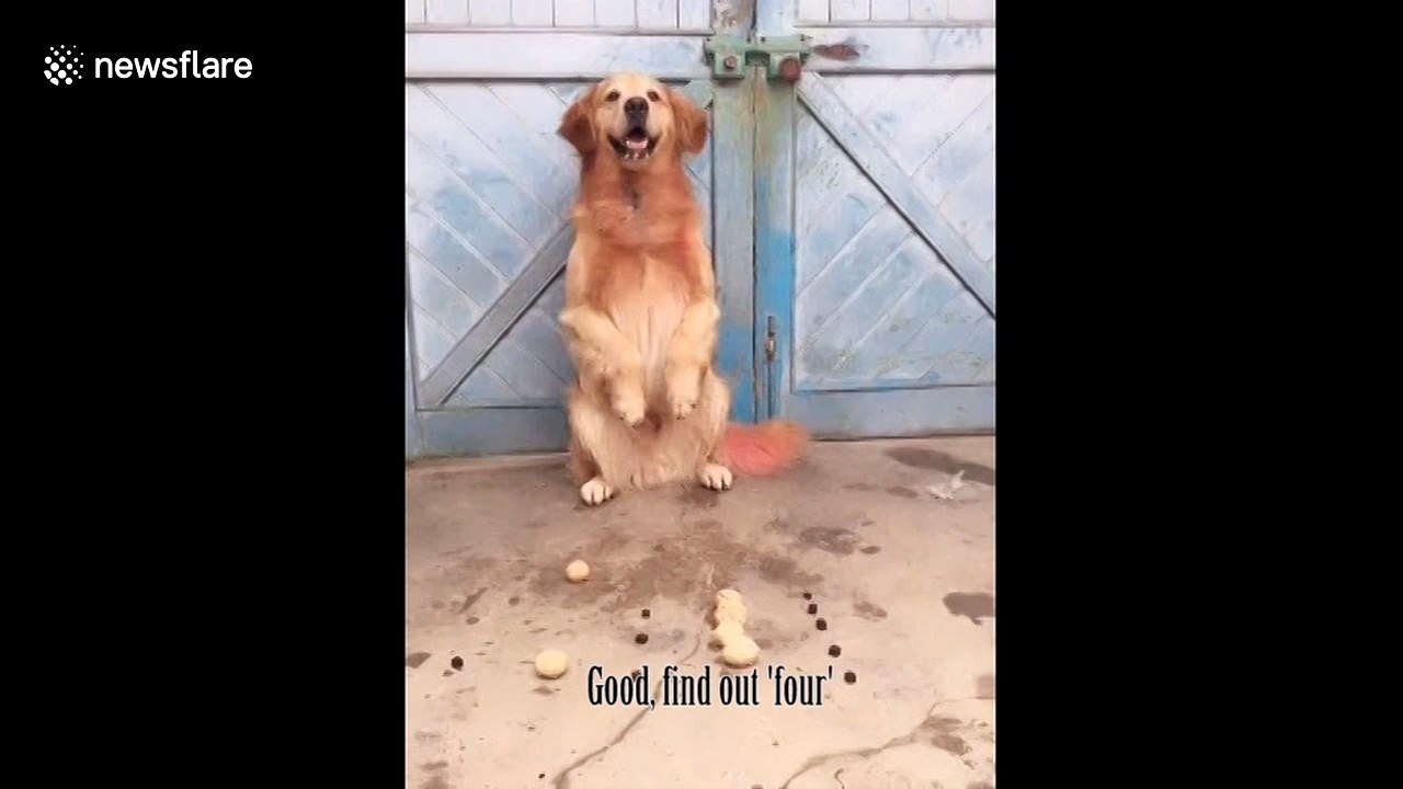 Dog appears to do simple mathematics