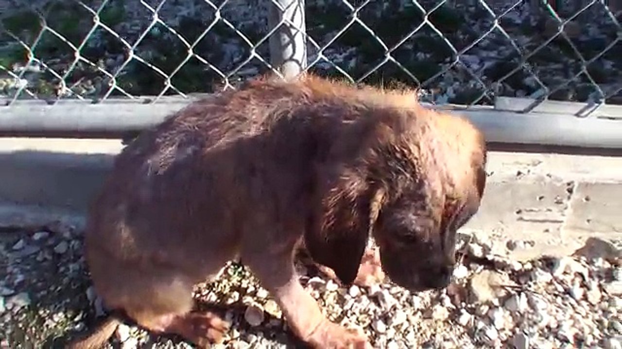Broken Leg Pup and a Mange Pup