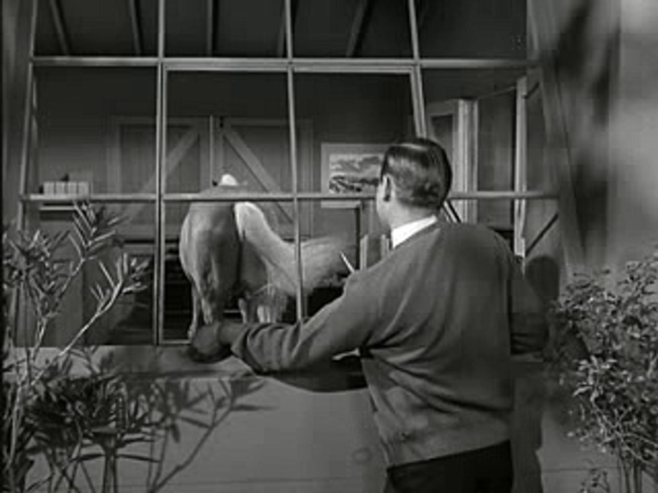 Mister Ed S3E23 - Ed The Zebra