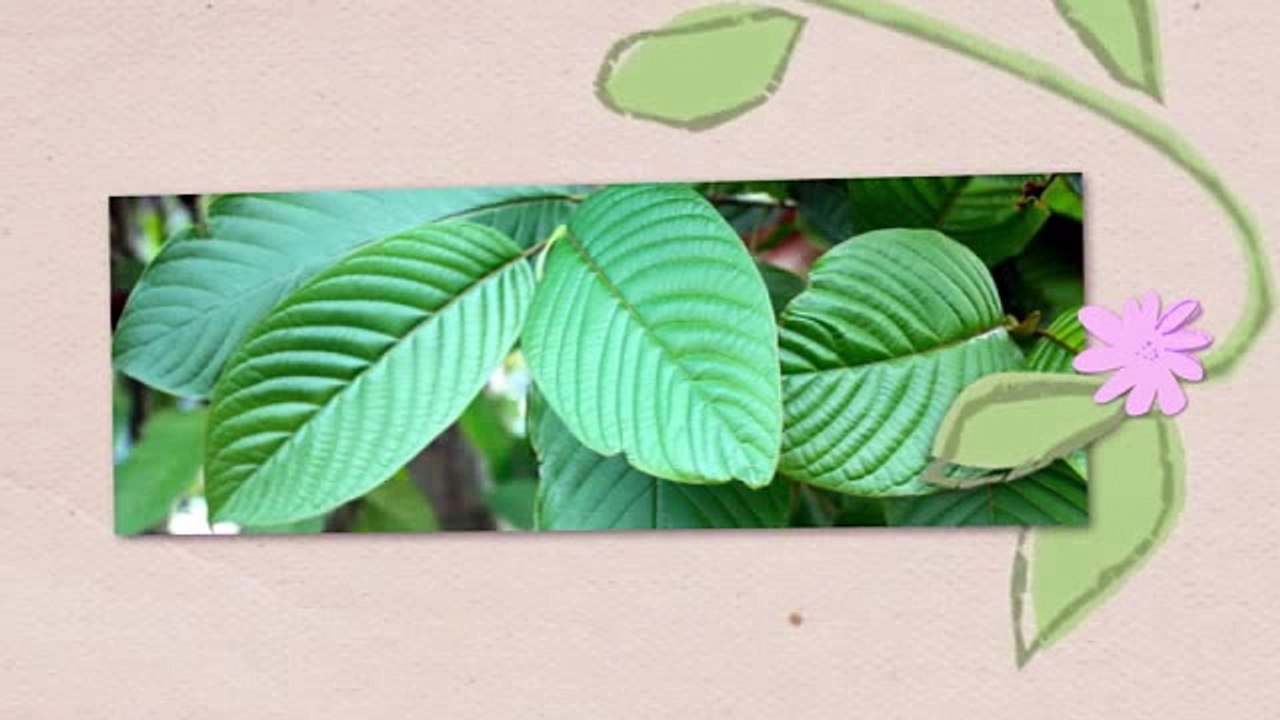 What is Kratom  And  What is Its Health Benefits?