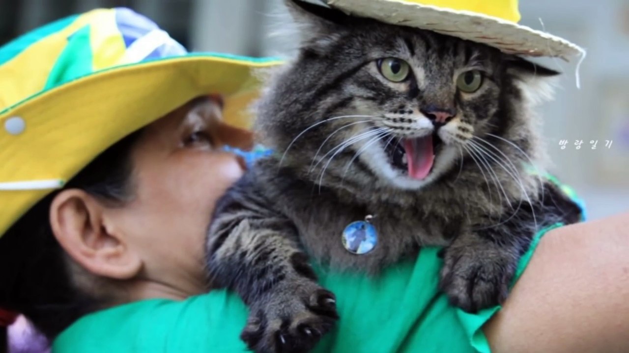 [랭킹 TOP 7] 고양이가 많은 나라 TOP 7 _ 랭킹 TOP 7티비플순위충격동심파괴후방감동실화실제BEST레전드길냥이집냥이집사