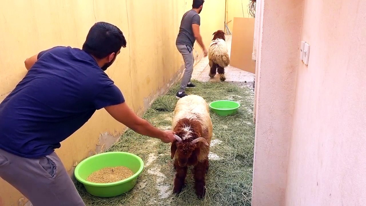 خروف العيد يهرب مع أخوي !! - ( شوفوا ايش صار !?! )