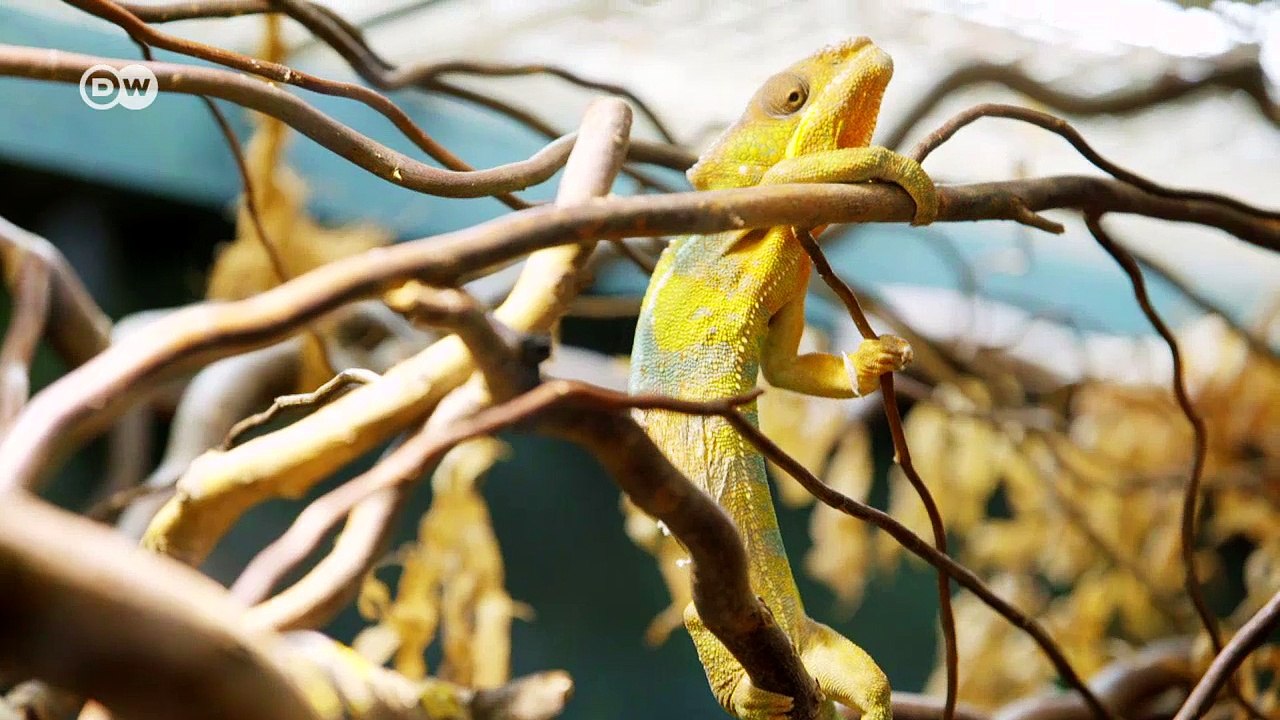 Digital Germany - Security (2) | DW English