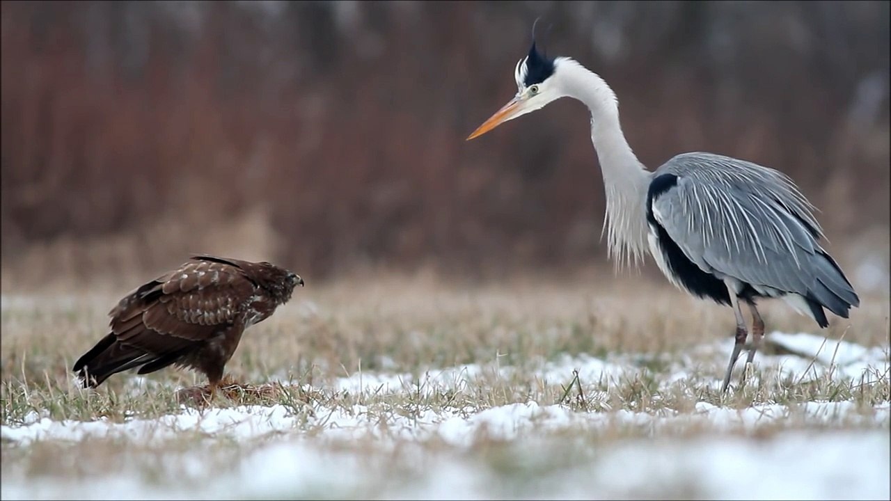 Hungry heron fights buzzard / czapla siwa i myszołów