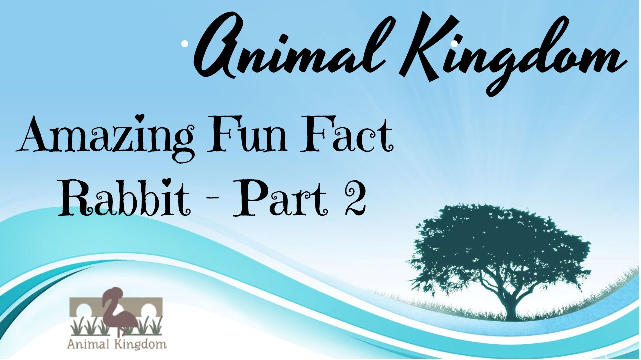 Amazing Fun Fact - Rabbit – Part 2