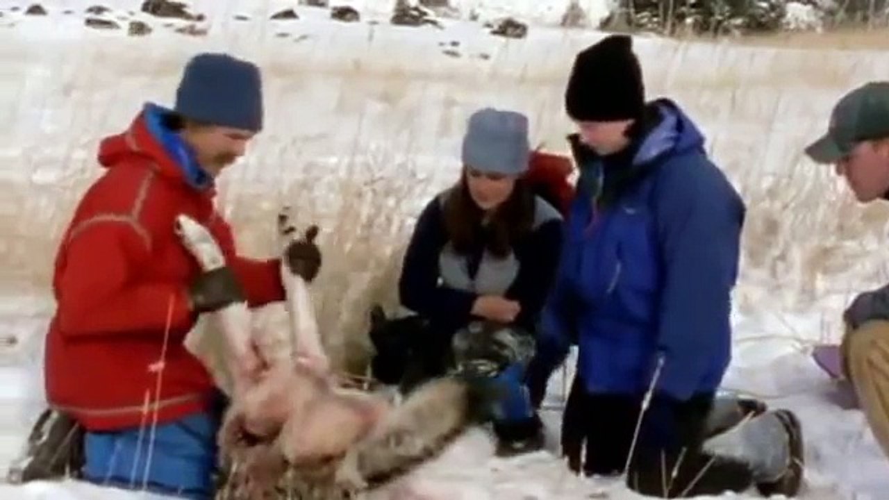 Wolf Pack Full Documentary